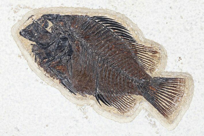 Fossil Fish (Cockerellites) - Green River Formation #179243